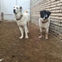 جفت شاه توله یازده ماهه