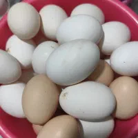 تخمرغ محلی و گلین