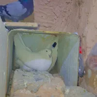 سفید پور|پرنده|شهرکرد, |دیوار