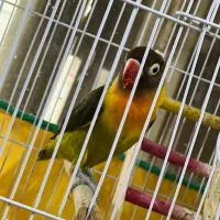 کتوله رام رام|پرنده|بندرعباس, |دیوار