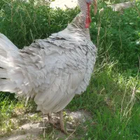 بوقلمون کمیاب