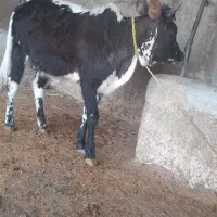 گوساله تمیز و چاق