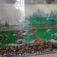 آکواریوم دست سازقیمت ۱میلیون|ماهی|آباده, |دیوار