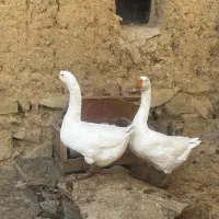 قوغاز|حیوانات مزرعه|ساوه, |دیوار