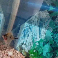 ماهی آنجل|ماهی|قروه, |دیوار