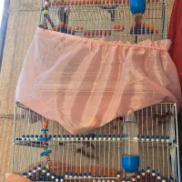 سهره|پرنده|کرج, اصفهانیها|دیوار