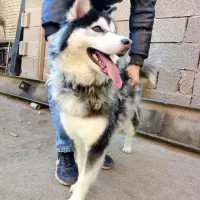 سگ هاسکی ماده1 ساله|سگ|مشهد, طلاب|دیوار