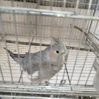 ماده قناری|پرنده|ابریشم, |دیوار