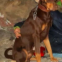 سگ دوبرمن آمریکایی