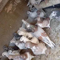 کفتر پرشی|پرنده|محمدشهر, محمدشهر|دیوار