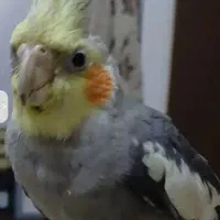 عروس هلندی گم شده