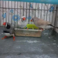 فنچ کینگ عروسکی