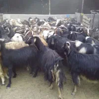 بز شیرا و جوان
