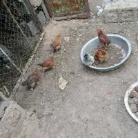جوجه