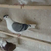 کبوتر پلاس کاکلی ماده