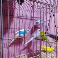تعدادی مرغ عشق