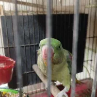 شاه طوطی .عروس .مرغ عشق .فنچ.سیمرغ|پرنده|ساوه, |دیوار