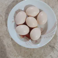 فروش تخم مرغ نطفه دار مرغ گلین اصل