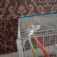 یک جفت مرغ عشق با قفس