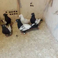 کبوتر سینه سیاه و طوقی