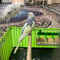 قناری .سهره. مرغ عشق|پرنده|قرچک, شهرک طلائیه|دیوار