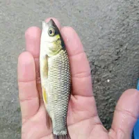 آمور ماهی و قزل الا و کپور