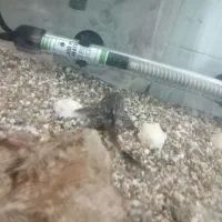 ماهی آکواریم لجن خوار|ماهی|قم, اسمعیل آباد|دیوار