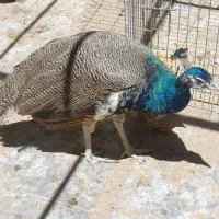 طاووس