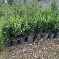 یاس هلندی