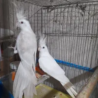 جفت البینو مولد با قفسو لانه