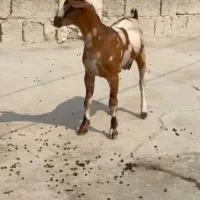خال قشنگ|حیوانات مزرعه|کامیاران, |دیوار