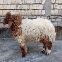 بره ماده