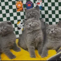 British Scottish|گربه|تهران, تهرانسر مرکزی|دیوار