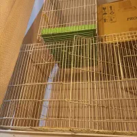 قفس پرنده در سه سایز|لوازم جانبی حیوانات|تهران, کاج|دیوار