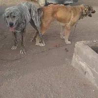 سگ اینده دار|سگ|کاشمر, |دیوار