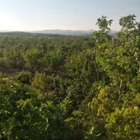 زمین کشاورزی کشت و صنعت متراژ ۲۶۰۰متر