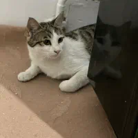 واگذاری گربه|گربه|نیشابور, شهرک فرهنگیان|دیوار