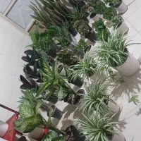 فروش انواع گل‌های اپارتمانی