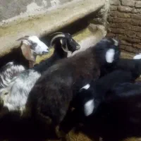 بره قوچ وبز