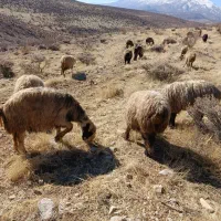 گله ممتاز میش ترکی بختیاری بره دار