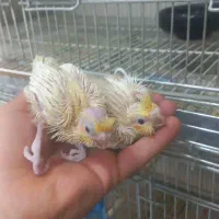 عروس هلندی