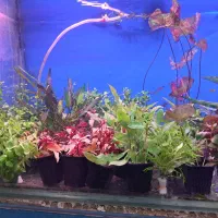 آکواریوم امواج|ماهی|زاهدان, |دیوار