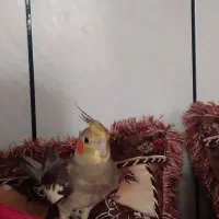 عروس هلندی گم شده