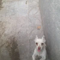 سگ پاکوتاه نژاد شیواوا