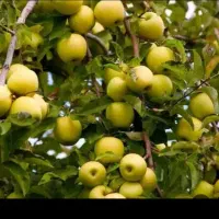 باغ میوه سنقر آباد