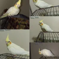 عروس هلندی|پرنده|محمدشهر, شهرک پیام (مهرالبرز)|دیوار