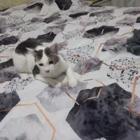 واگذاری گربه