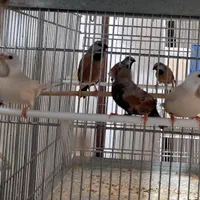 فنچ