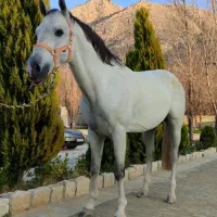 فروش اسب ترکمن