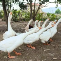 قوغاز اکراینی